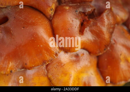 Flammulina velutipes, inverno fungo cresce su latifoglie un tronco di albero in un bosco. Exeter Devon, Regno Unito. Foto Stock