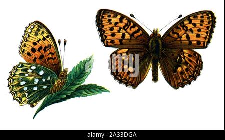 F Nemos OBA Argynnis aglaja. Foto Stock