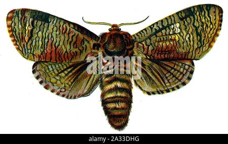 F Nemos OBA cossus Cossus. Foto Stock