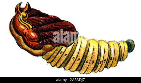 F Nemos OBA cossus Cossus pupa. Foto Stock