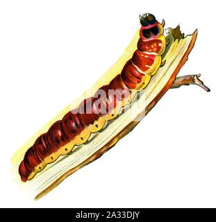F Nemos OBA cossus Cossus caterpillar. Foto Stock