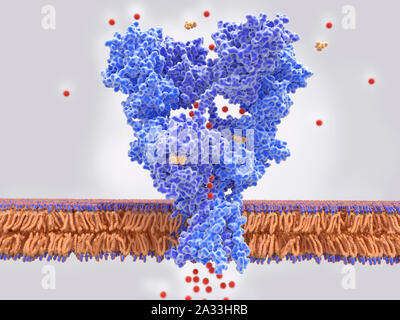 AMPA del recettore del glutammato attivati dal glutammato, illustrazione Foto Stock