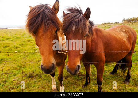 Cavalli islandesi a nord di Reykjavik Foto Stock