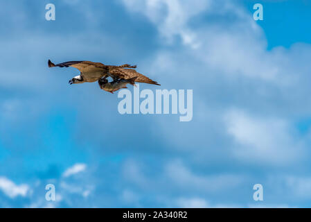 Un falco pescatore (Pandion haliaetus), noto anche come un mare hawk in volo con un pesce catturato al fiume Guana preservare in Ponte Vedra Beach, FL. (USA) Foto Stock