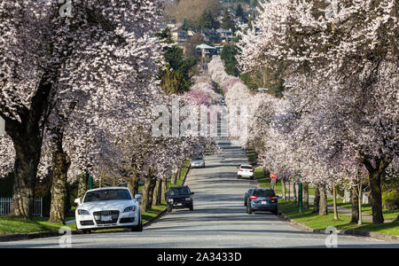 Strada di città con fiori di susina in Vancouver BC Canada, West 22nd Avenue da Arbutus Street Foto Stock