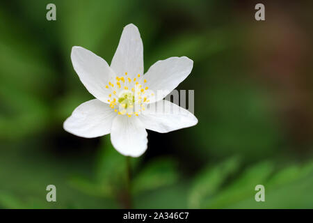 Anemone legno, Anemone nemorosa ,, Stoke legno, Exeter Devon Foto Stock