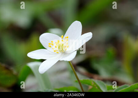 Anemone legno, Anemone nemorosa ,, Stoke legno, Exeter Devon Foto Stock