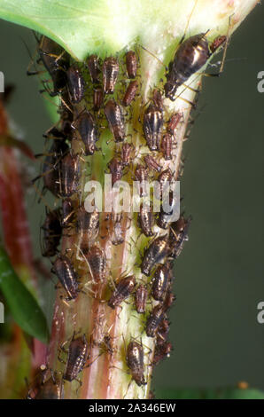 Afidi su SOWTHISTLE, verde di pesche (afide MYZUS PERSICAE) Adulti e ninfe Foto Stock