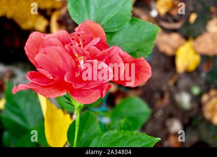 Bel fiore, un rosso fresco fiori di ibisco o Bunga Raya su foglie verdi in fiore nel giardino verde. Foto Stock