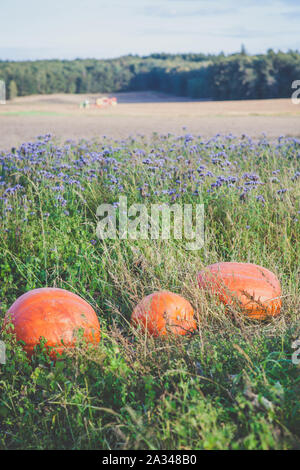 Grande zucca matura nel campo phacelia - tempo di autunno Foto Stock