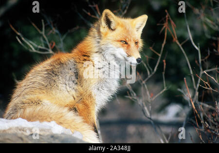 Il nord o il rosso volpe (Vulpes vulpes), Hokkaido, Giappone Foto Stock