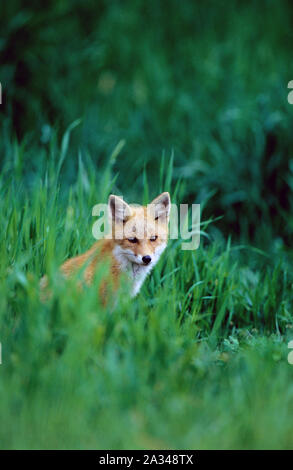 Il nord o il rosso volpe (Vulpes vulpes), Hokkaido, Giappone Foto Stock