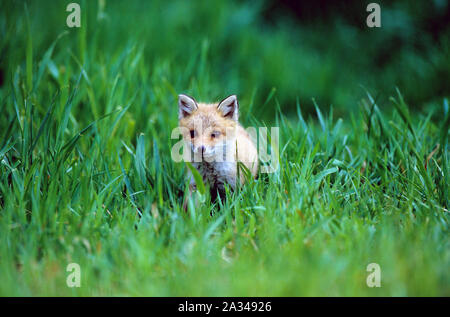 Il nord o il rosso volpe (Vulpes vulpes), Hokkaido, Giappone Foto Stock