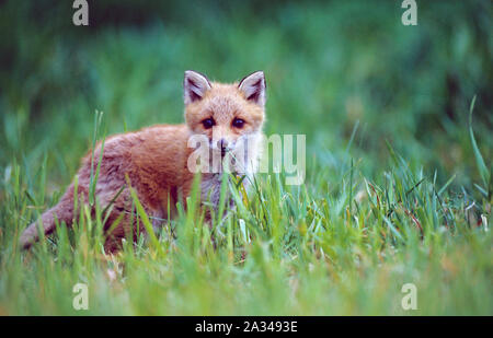 Il nord o il rosso volpe (Vulpes vulpes), Hokkaido, Giappone Foto Stock