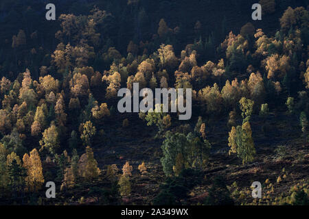 Di Pino silvestre e betulla dell'Etna in colori autunnali, Glen Affric, Cannich, Highlands della Scozia Foto Stock