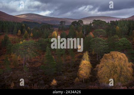 Di Pino silvestre e betulla dell'Etna in colori autunnali, Glen Affric, Cannich, Highlands della Scozia Foto Stock