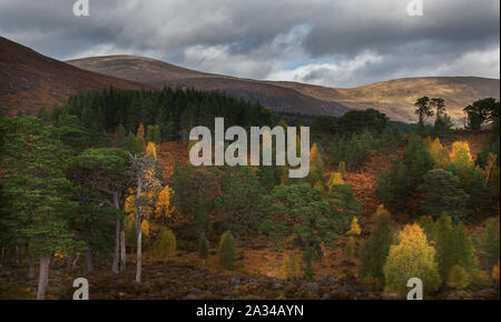 Di Pino silvestre e betulla dell'Etna in colori autunnali, Glen Affric, Cannich, Highlands della Scozia Foto Stock