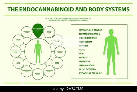 Endocannabinoide e sistemi di corpo orizzontale illustrazione infografico sulla cannabis come medicina di erbe, la sanità e la scienza medica vettore. Illustrazione Vettoriale