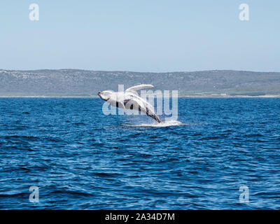 Un Humpback Whale violazione di fronte a Cape Point in False Bay, Sud Africa Foto Stock