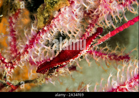 Rosy mandrino cowrie, Phenacovolva rosea, abbarbicato su una seafan Sulawesi, Indonesia. Foto Stock