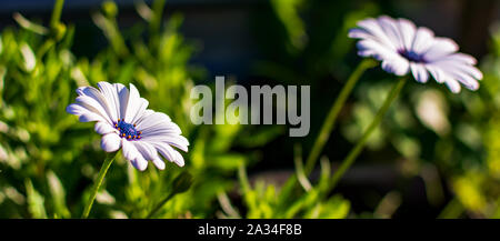 Due bianche margherite africane o Cape margherite (Osteospermum), vista laterale. Fiori con eleganti petali bianco puro che sono compensate da profondi occhi blu. Foto Stock