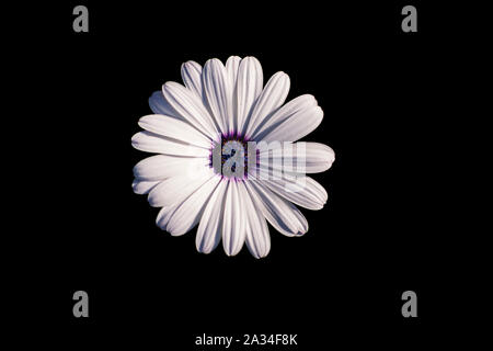 Bianco margherita africana o Cape Daisy (Osteospermum) isolato su sfondo nero, vista dall'alto. Fiore con eleganti petali bianco puro che sono compensate da dee Foto Stock