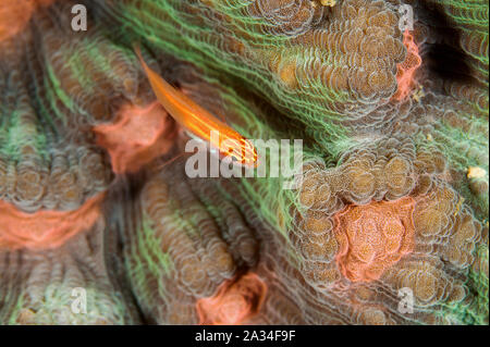Neon, dwarfgoby Eviota atriventris, su un disco di corallo, Mycedium elephantotus Sulawesi, Indonesia. Foto Stock