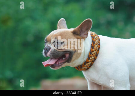 Red pied bulldog francese indossando un bellissimo artigianali ampia arancione, giallo e marrone paracord tessuto collare per cani Foto Stock