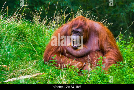 Funny closeup ritratto di un bornean orangutan rendendo il suono e che mostra i suoi denti, specie gravemente minacciate specie di primate del Borneo Foto Stock