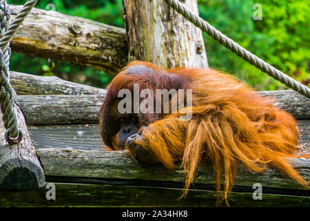 Primo piano di un arrabbiato bornean orangutan, bella tropical primate, specie gravemente minacciate specie animale dal Borneo Foto Stock