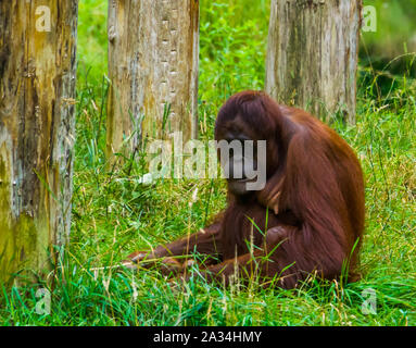 Ritratto di un bornean orangutan udienza l'erba, esotici primate, specie gravemente minacciate specie animale dal Borneo Foto Stock