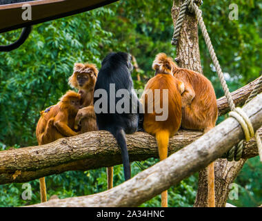 Famiglia di iavan lutungs seduti insieme in una struttura ad albero, gruppo di scimmie tropicali, vulnerabile specie animale da Indonesia Foto Stock