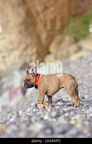 Piccolo marrone bulldog francese cane che indossa un nautica self made cane rosso collare permanente sulla spiaggia di ciottoli e spiaggia di pietra in Normandia Foto Stock