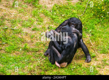 Bonobo giovane seduto vicino insieme, sociale e intimo umano comportamento ape, minacciate specie di primati dall'Africa Foto Stock