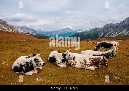 Vacche su un pascolo nelle Dolomiti, Passo Giau Foto Stock