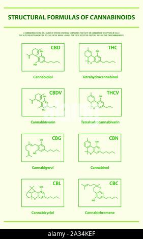 Le formule strutturali dei principali cannabinoidi naturali verticale illustrazione infografico sulla cannabis come medicina di erbe, la sanità e la scienza medica. Illustrazione Vettoriale