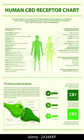 Umano del recettore di CBD Grafico infografico verticale illustrazione circa la cannabis come alternativa a base di erbe della medicina, sanità e la scienza medica vettore. Illustrazione Vettoriale