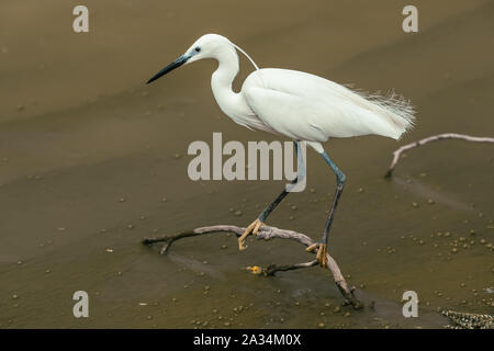 L'airone bianco maggiore o Ardea alba, noto anche come il comune garzetta seduti al ramo Foto Stock
