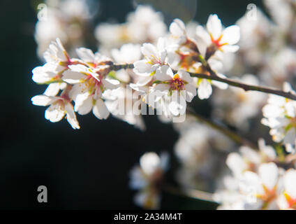 Mandorlo fiorito. Chiudere la vista. Foto Stock