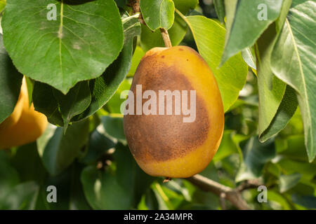 Pera frutto su albero di close-up con la malattia e rot. Giardino il concetto di protezione Foto Stock