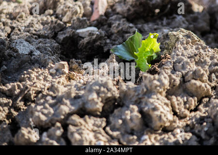 Agricoltura biologica, Lattuga Scarola e insalata piante cresciute naturalmente senza concimazione Foto Stock
