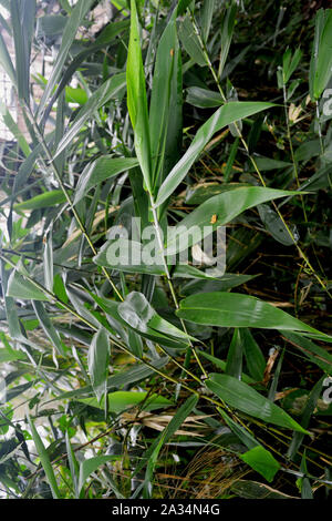 Close up di piccole piante di bambù di foglie e di un unico bianco foglie di bambù noto anche come Bambusa vulgaris in Shillong, India Foto Stock