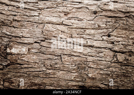 Close up grunge di corteccia di albero texture di sfondo, texture di legno Foto Stock