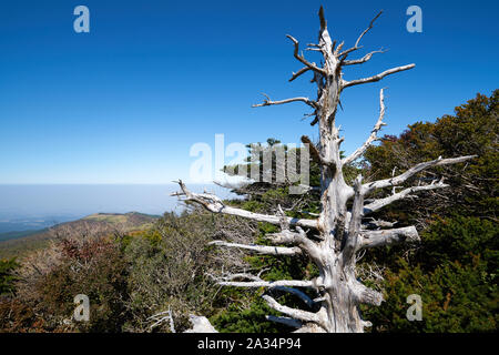 La via per il monte hallasan, Jeju Island, la Corea del Sud. Foto Stock