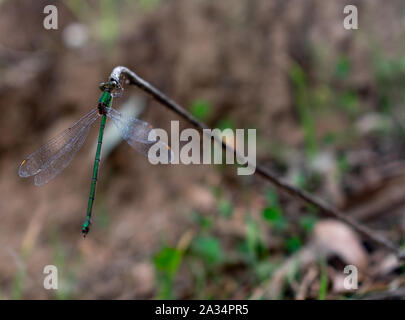 Western Willow Spreadwing (Chalcolests Viridis) appollaiate su un ramoscello Foto Stock