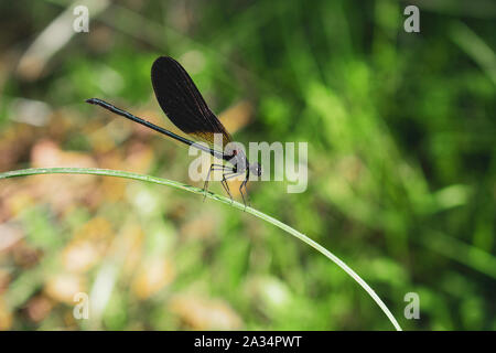 Demoiselle maschio damselfly appollaiate su erba Foto Stock