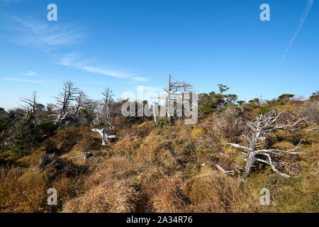 La via per il monte hallasan, Jeju Island, la Corea del Sud. Foto Stock