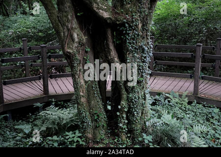 Bijarim foresta. La più grande singola specie della foresta nel mondo. Jeju, Corea. Foto Stock
