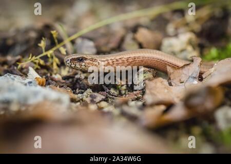Incontro ravvicinato con la fragile marrone e beige legless lizard, un slowworm, recante su un terreno pietroso. Foto Stock