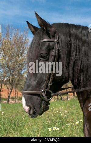 Scuola di equitazione 'Riopudio' - cavallo, Espartinas, Siviglia-provincia, regione dell'Andalusia, Spagna, Europa. Foto Stock